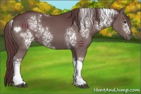 Horse Color:White Spotted Chocolate Black Tobiano