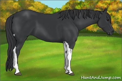 Horse Color:Black Tobiano