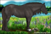 Horse Color:Liver Chestnut Rabicano 