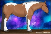 Horse Color:Bay Tobiano
