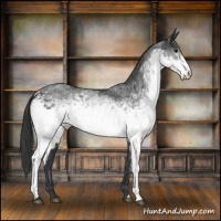 Horse Color:White Spotted Black 