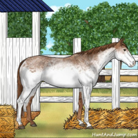 Horse Color:White Spotted Chestnut