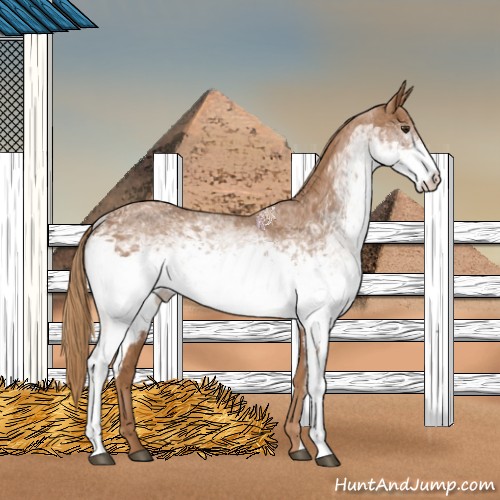 Horse Color:White Spotted Chestnut 