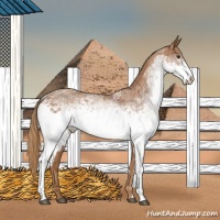 Horse Color:White Spotted Chestnut