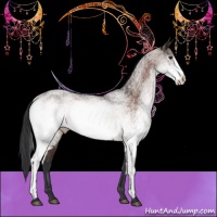 Horse Color:White Spotted Bay 