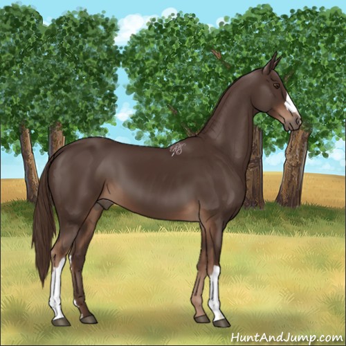 Horse Color:Liver Chestnut 