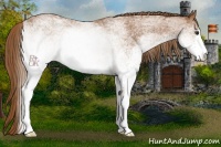 Horse Color:White Spotted Chestnut 