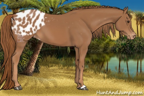 Horse Color:Chestnut Appaloosa 