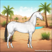 Horse Color:White Spotted Bay 
