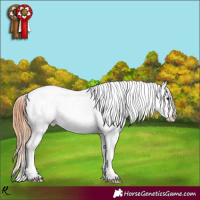 Horse Color:Brown Appaloosa 