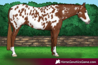 Horse Color:Gray Chestnut Frame Appaloosa 