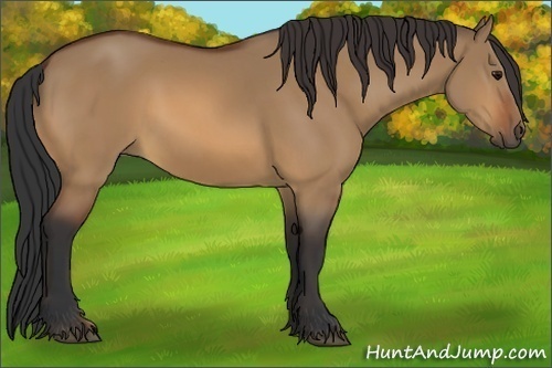 Horse Color:Bay Dun