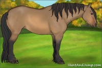 Horse Color:Bay Dun