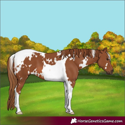 Horse Color:White Spotted Chestnut Tobiano 