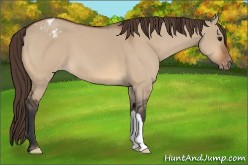 Horse Color:Bay Dun Appaloosa 