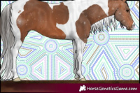 Horse Color:Bay Tobiano 