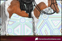 Horse Color:Bay Tobiano 