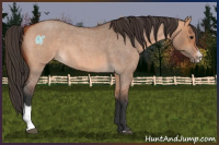 Horse Color:Bay Roan Dun Sabino 