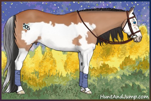 Horse Color:Bay Splash Frame