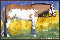 Horse Color:Bay Splash Frame 