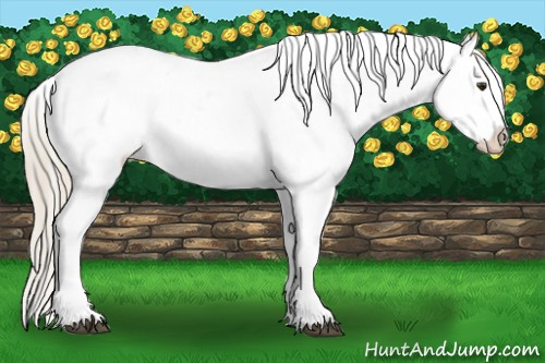 Horse Color:Palomino Appaloosa 
