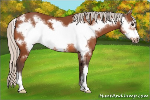 Horse Color:Silver Bay Frame