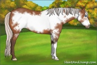 Horse Color:Silver Bay Frame 