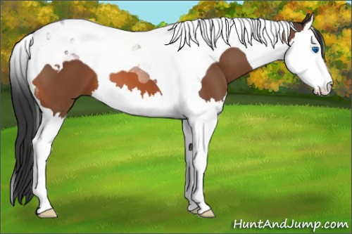 Horse Color:Bay Splash Tobiano