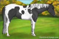 Horse Color:Black Tobiano 