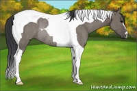 Horse Color:Grullo Tobiano Rabicano