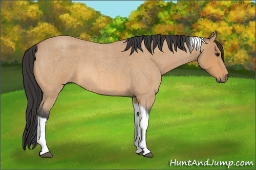 Horse Color:Buckskin Roan Tobiano 