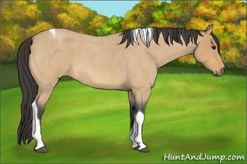 Horse Color:Buckskin Roan Tobiano 