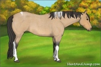 Horse Color:Buckskin Roan Tobiano