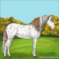 Horse Color:Red Dun Appaloosa 