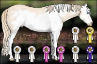 Horse Color:Perlino Sabino Splash Frame 