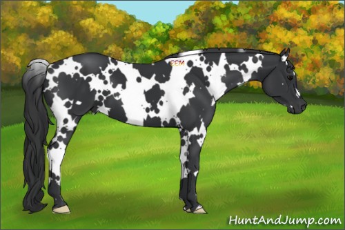 Horse Color:White Spotted Black 