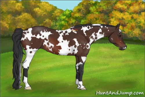 Horse Color:White Spotted Brown 