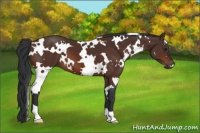 Horse Color:White Spotted Brown 