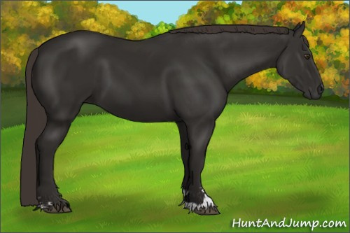 Horse Color:Liver Chestnut Sabino 