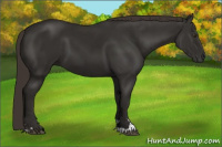 Horse Color:Liver Chestnut Sabino