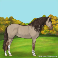 Horse Color:Liver Red Dun 
