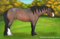 Horse Color:Bay Roan Appaloosa 
