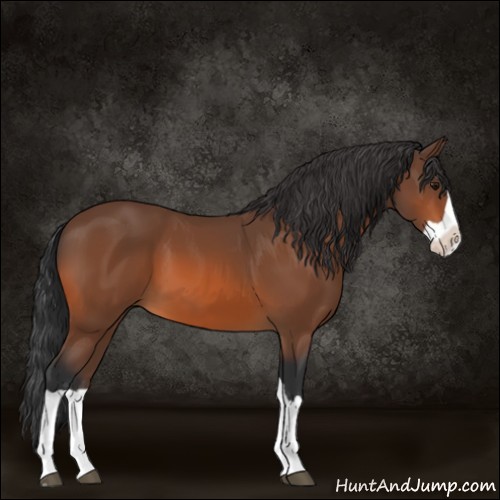 Horse Color:Bay Splash 