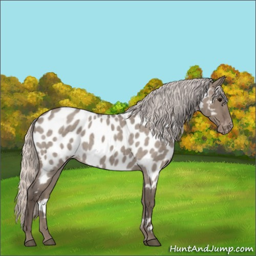 Horse Color:Silver Grullo Roan Appaloosa 