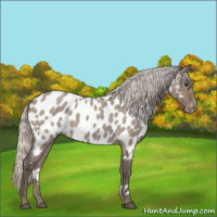 Horse Color:Silver Grullo Roan Appaloosa 