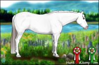 Horse Color:Black Splash Tobiano Appaloosa 