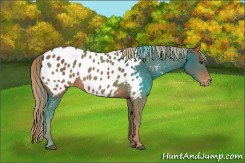 Horse Color:Chestnut Appaloosa 