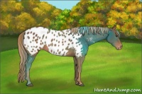 Horse Color:Chestnut Appaloosa 
