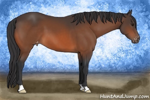 Horse Color:Bay Appaloosa 