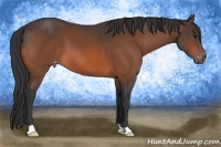 Horse Color:Bay Appaloosa